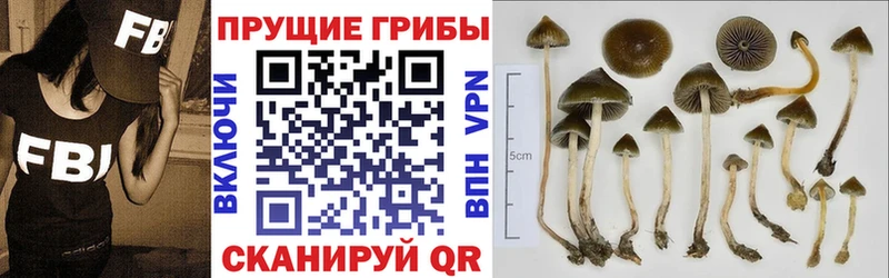 Псилоцибиновые грибы Psilocybe  сколько стоит  Великие Луки 